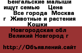 Бенгальские малыши ищут семью) › Цена ­ 5 500 - Все города, Москва г. Животные и растения » Кошки   . Новгородская обл.,Великий Новгород г.